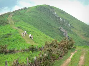 Vale do Aldudes - Cavalos a caminho de uma colina verde