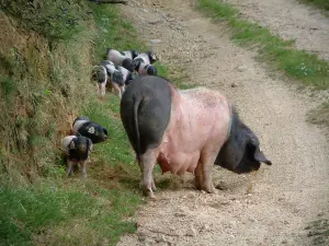 Vale do Aldudes - Roaming livre de porcos bascos: porca e leitões