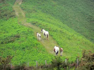 Vale do Aldudes - Cavalos em um caminho