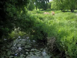 Vale Manse - Rio com nenúfares, quatro vacas em um prado e árvores, no Parque Natural Regional Loire-Anjou-Touraine