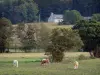 Vale de Saire - Vacas em um pasto, árvores e fazenda; na península do Cotentin