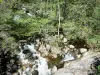 Vale do Volane - Parque Natural Regional dos Monts d'Ardèche: árvores à beira da água