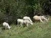 Valgaudemar - Vale de Valgaudemar: ovelha em um prado; no Parque Nacional dos Écrins (maciço de Ecrins)