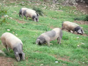 Valle delle Aldudes - Ranch maiali baschi