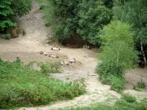 Valle delle Aldudes - Guarda un branco di maiali sollevata libertà Baschi