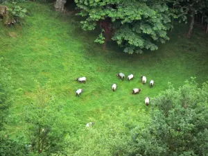 Valle delle Aldudes - Gregge in un prato circondato da alberi