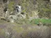 Valle del Volane - Parque Natural Regional de los Monts d'Ardèche: los árboles del paisaje