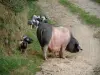 Vallée des Aldudes - Élevage en liberté de porcs basques : truie et ses porcelets