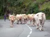 Vallée des Aldudes - Troupeau de vaches sur la route