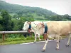 Vallée des Aldudes - Vaches sur la route