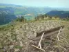 Vallée de Chaudefour - Depuis le rocher de l'Aigle agrémenté d'un banc, vue sur la vallée ; dans le Parc Naturel Régional des Volcans d'Auvergne, dans le massif du Sancy (monts Dore)