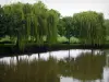 Vallée du Loir - Saules-pleureurs (arbres) de la promenade du poète se reflétant dans les eaux de la rivière (le Loir), à Lavardin