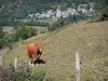 Vallée du Louron - Vache dans un pâturage et village en arrière-plan