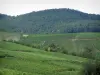 Vallée de Munster - Forêt dominant des collines couvertes de vignes