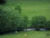 Vallée d'Oueil - Vaches dans une prairie, rivière et arbres au bord de l'eau, dans les Pyrénées