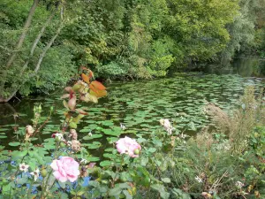 Vallée de la Somme - Étang parsemé de nénuphars et bordé d'arbres et de fleurs