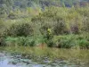 Vallée de la Somme - Étang de la Haute Somme, végétation et arbres