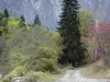 Vallée du Vénéon - Parc National des Écrins (massif des Écrins) - Oisans : chemin bordé d'arbres, montagne en arrière-plan