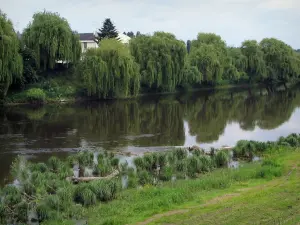 Vallée de la Vienne - Rive en premier plan, rivière (la Vienne) et saules-pleureurs (arbres) au bord de l'eau