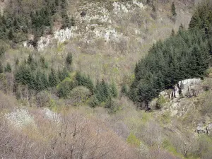 Vallée de la Volane - Parc Naturel Régional des Monts d'Ardèche : forêt dominant la Volane