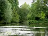 Vallée de l'Yerres - Vue sur les arbres au bord de la rivière Yerres