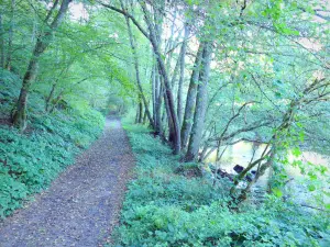 Vallei van de Cousin - Pad in de schaduw van bomen langs de rivier de Cousin