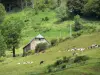 Vallei van Jordanne - Parc Naturel Régional des Volcans d'Auvergne: kudde koeien in een weiland
