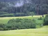 Vallei van Mouthe - Meadows, bomen (bomen), bos in het Regionaal Natuurpark van de Haut-Jura