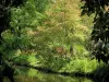 Valley-aux-Loups departmental estate - Trees by the water