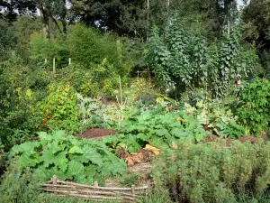 Valloires gardens - Plants and trees