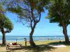 Le Vauclin - Plage de la pointe Faula ombragée d'arbres