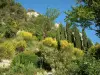 Guida del Vaucluse - Séguret - Fiori, piante e alberi