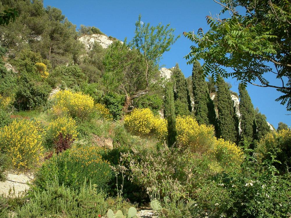 Guide du Vaucluse - Séguret - Fleurs, plantes et arbres