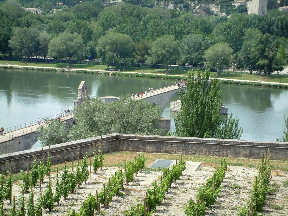 Guide du Vaucluse - Avignon - Vignes surplombant le Rhône (fleuve) et le pont Saint-Bénezet