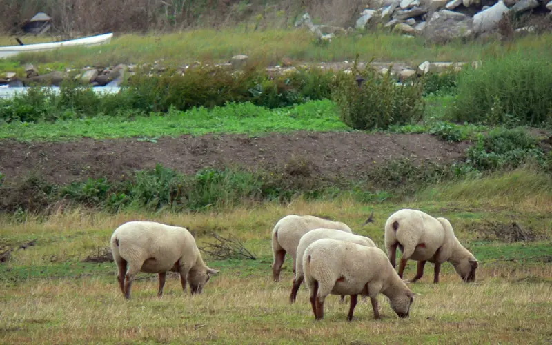 Photos of the Vendée 214 quality highdefinition images