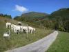 Vercors Regional Nature Park - Herd of cows on the side of a road