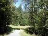 Vercors Regional Nature Park - Path in the heart of the Lente forest