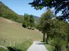 Vercors Regional Nature Park - Road lined with trees and meadows