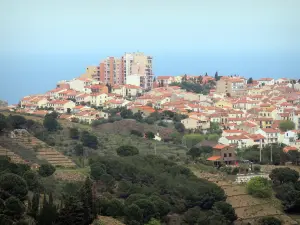 Vermeille Coast - 查看Banyuls-sur-Mer的屋顶