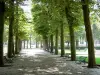 Vichy - Parc des Sources : allée bordée d'arbres et de bancs