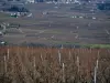 I vigneti del Beaujolais - Guida gastronomia, vacanze e weekend nel Rodano