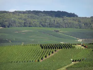 Vigneti della Champagne - Vigneti i vigneti della Montagne de Reims (Champagne vigneto, nel Parco Regionale Naturale della Montagne de Reims) e forestale (alberi)