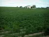 Vigneti di Gaillac - Case di campo e vigneti (vigneti Gaillac)