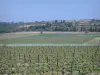 Vigneti della Linguadoca - Vigneti e alberi