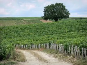 Vigneti di Pouilly - Road e alberi nei vigneti