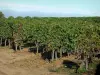Vignoble d'Anjou - Vignes