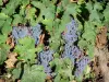 Vignoble d'Anjou - Grappes de raisin d'une vigne