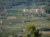 Vignoble de Bandol - Champs de vignes, maisons, arbres et forêt