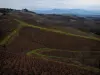 Vignoble du Beaujolais - Vue sur les champs de vignes et les collines