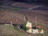 Vignoble du Beaujolais - Maison entourée de champs de vignes